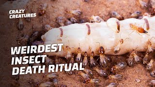 Why Termites Lick Their Own Queens to Death [upl. by Hultin]