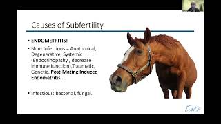 Dr Gomez Webinar Part 2 Breeding the Problem Mare [upl. by Muna]