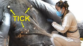 Get rid many ticks from Dog in a family [upl. by Donall]