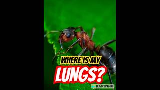 How Ants Breathe Without Lungs Fascinating Insect Facts 60secondfacts animalscience ants [upl. by Origra]