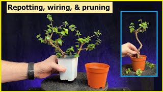 Repotting Wiring Pruning 2 cuttings portulacaria afra Bonsai bonsai repotting pruning [upl. by Ardnassak550]