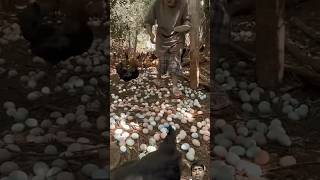 Murgi ka anda dekho Kitna hai egg harvestingeggs farmlifebestlife food raisingchickensforeggs [upl. by Anicul]