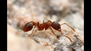 nemaplus®  House  Garden Biocontrol of Ants with beneficial nematodes [upl. by Henka677]