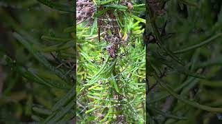 Early Large garden spider on Rosmarinus ‘Green Ginger’ [upl. by Otrebtuc]