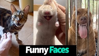 Hilarious Pet Reactions Funny Animal Faces Compilation [upl. by Saunders]