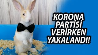 Aslanbaş Tavşan Davranışları  Tavşan Bakımı 🐰 koronapartisi tavşanbakımı [upl. by Ahsila]