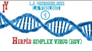 LA MICROBIOLOGIEVIROLOGIE EPISODE 4 HSV1 HSV2 [upl. by Tnerual]