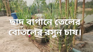 তেলের বোতলের রসুন চাষ। ছাদ কৃষি।KrishikothaBangla [upl. by Neehahs]