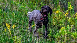 Wirehaired Pointing Griffon vs Wirehaired Vizsla A Breed Comparison [upl. by Ardnasal]