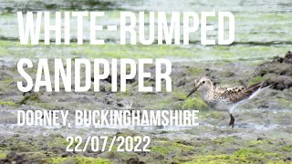 Whiterumped Sandpiper Dorney Buckinghamshire 22072022 [upl. by Deena]