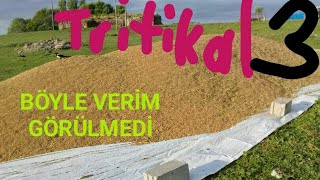 TRİTİKALE HASATI 33072020 [upl. by Anahahs]