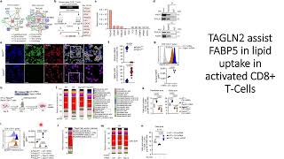 TAGLN2 assists FABP5 in activated CD8Tcells for lipid uptake in ovarian cancer condition Code 712 [upl. by Mansur98]