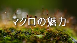 マクロショットの魅力とは？マクロ動画撮影で気を付けるべき３つのこと [upl. by Ulrick]