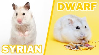 Syrian VS Dwarf Hamster Care [upl. by Nhguahs]