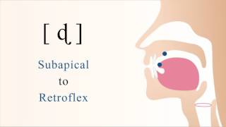 ɖ  voiced unaspirated subapical retroflex stop [upl. by Suoicul]