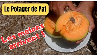 Potager en juillet  Récolte et dégustation des premiers melons Cantaloup Charentais [upl. by Secnarfyram]