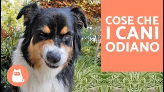 10 cose che i cani odiano delle persone – CURIOSITÀ sui cani [upl. by Acinomad281]