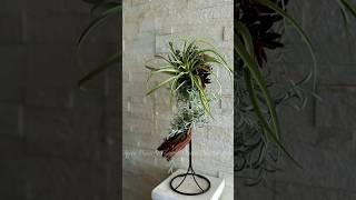 【作り方】流木とエアプランツのオブジェ エアプランツ 流木 handmade howtomake チランジア 多肉植物 オブジェ [upl. by Esorrebma]