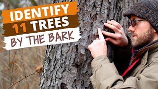 Identify 11 Trees By the Bark Easy Tips [upl. by Eniawtna]