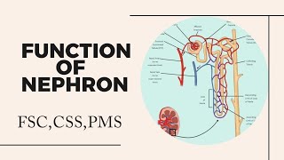 Function of Nephron class 12  Function of Nephron  Nephron [upl. by Bauske]