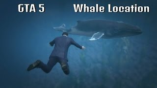 GTA 5  Whale Location  Invincibility Cheat Code [upl. by Barr]