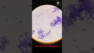 Bacterial Cells with Endospores under Microscope I Shorts [upl. by Darline]