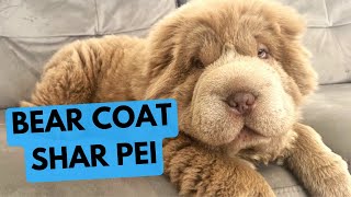 Bear Coat Shar Pei  The Rarest Shar Pei Type [upl. by Dempster]