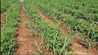 Multi Crops Farming  Companion Planting With Sugarcane Raw Planting Of Sugarcane And Tomatoes 🍅 [upl. by Aihsyak]