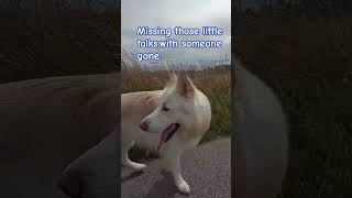 miss those little talks doglover cute music pets [upl. by Nerol]