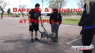 Aggressive Dog Training Phoenix I Reactive Dog Board amp Train Program I AllAmerican K9 [upl. by Doralyn]