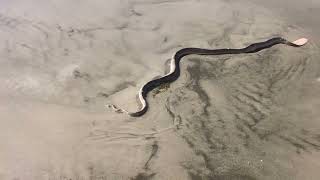 Small Headed Sea Snake Hydrophis mcdowelli [upl. by Fayina]