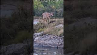 Beautiful Whitetail deer grazes by the river 2 [upl. by Arnst]