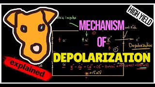 Mechanism of Depolarization Hyperpolarization [upl. by Odilo]