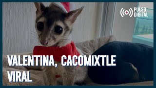 La historia viral de Valentina la cacomixtle rescatada [upl. by Peppie]