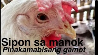 Cold medicine for the chickenSipon ng Manok Gamot na mabisa at paano e prevent ang RtL chicken [upl. by Hjerpe554]