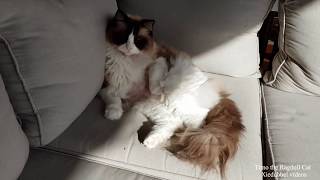 Timos health update Timo the Ragdoll Cat [upl. by Koeninger536]