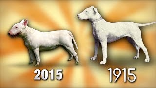 Évolution de 4 RACES DE CHIENS sur 100 ANS [upl. by Olatha]