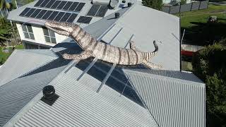 Lizzy the Lizard or Joanna the Goanna [upl. by Yanaj66]