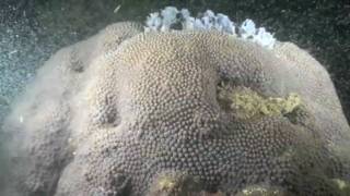 How Coral Reefs Spawn [upl. by Elfstan]