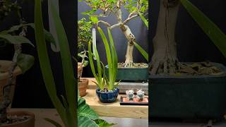 walking iris in a bonsai pot indoorplants plants bonsai diy art cute plant love mini learn [upl. by Devy]