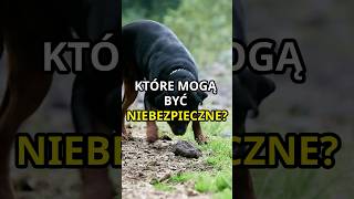 Jakie psy mogą okazać się niebezpieczne 😮 dogs shorts animals [upl. by Ardekal]