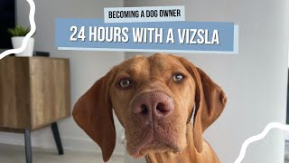 What Its Actually Like Owning a Vizsla  Spend the Day With Willa [upl. by Clynes]