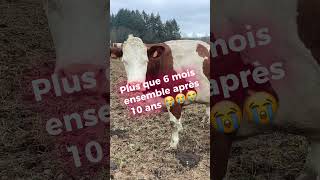 Plus que 6 mois avec Joye apres 10 ans 😭vache montbéliarde triste agriculture elevage veau [upl. by Dressler548]