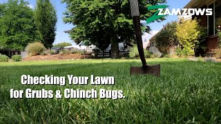 How to Check Your Lawn for Grubs and Chinch Bugs [upl. by Akeihsat]