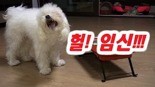 Maltese149탄말티즈 환타가 임신 했어요The puppy is pregnant [upl. by Conley]