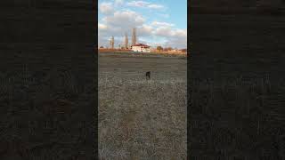 Av videosu yavru köpek avlama [upl. by Llerrod]