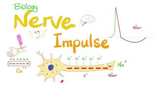 Action Potential  Nerve Impulse Transmission  Neurons  Biology Series [upl. by Oraneg]