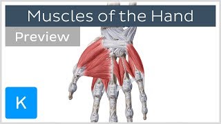 Palmar Interossei Muscles  Origins amp Function  Human Anatomy  Kenhub [upl. by Dabney]