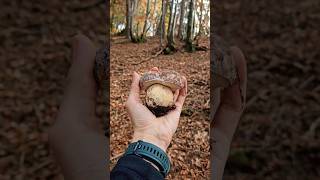 PORCINI ROSSI ALPI LOMBARDE 6112024 🍄✨️ porcini funghiporcini boletus pilze mushroom grzyby [upl. by Anattar]