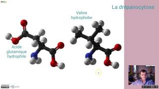 Les causes de la drépanocytose [upl. by Eeltrebor]